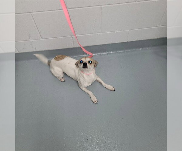 Medium Photo #1 Chihuahua Puppy For Sale in St. Cloud, FL, USA