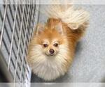 Small Pomeranian