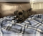 Small Photo #65 American Bully Puppy For Sale in REESEVILLE, WI, USA