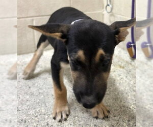 Labrador Retriever-Unknown Mix Dogs for adoption in Conroe, TX, USA