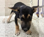 A432196 - Female Labrador Retriever-Unknown Mix Dog for Adoption - Small photo