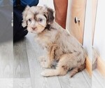 Small Photo #11 Cavapoo Puppy For Sale in CARLISLE, KY, USA