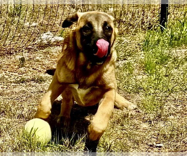 Medium Photo #6 German Shepherd Dog-Unknown Mix Puppy For Sale in Brewster, NY, USA