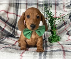 Dachshund Puppy for sale in CEDAR LANE, PA, USA