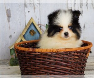 Pomeranian Puppy for sale in FREDERICKSBG, OH, USA