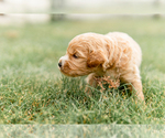 Small Photo #16 Goldendoodle Puppy For Sale in FREDERICA, DE, USA