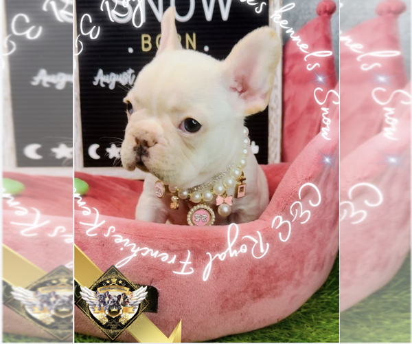 Medium Photo #13 French Bulldog Puppy For Sale in ATHENS, GA, USA