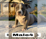 Small #15 American Bully