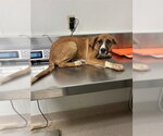 *MAELLE - Female Mutt Dog for Adoption - Small photo