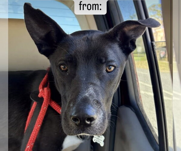 Medium Photo #14 Australian Kelpie-Unknown Mix Puppy For Sale in Rockaway, NJ, USA