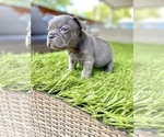 Small Photo #55 French Bulldog Puppy For Sale in BATON ROUGE, LA, USA