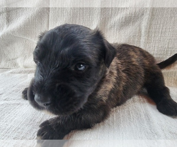 Medium Photo #15 Bouvier Des Flandres Puppy For Sale in BERWICK, ME, USA
