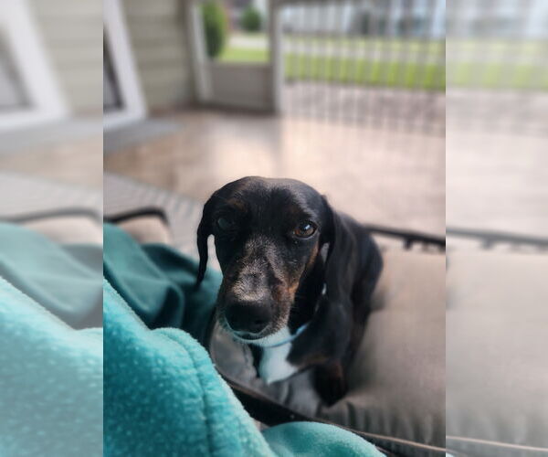 Medium Photo #4 Dachshund Puppy For Sale in Fruitland, SC, USA