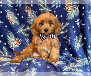 Cavapoo Puppy for sale in LAKELAND, FL, USA