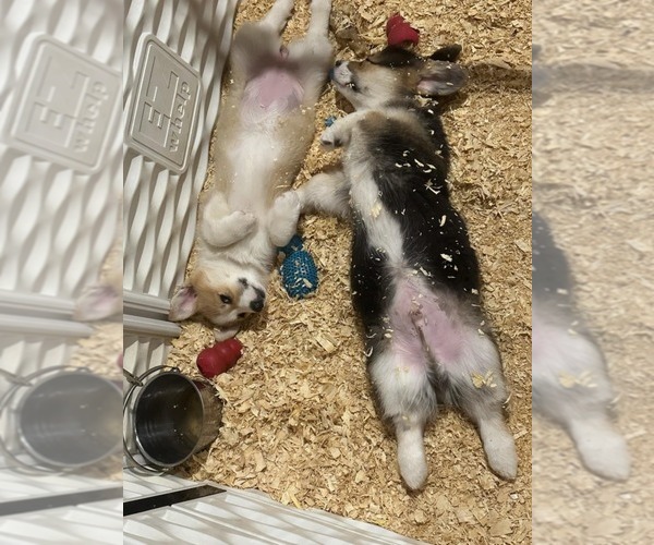Medium Photo #4 Pembroke Welsh Corgi Puppy For Sale in GRAND LEDGE, MI, USA