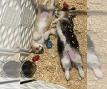 Small #3 Pembroke Welsh Corgi