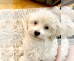 Small #1 Maltipoo