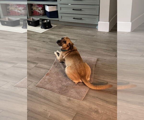 Medium Photo #5 Black Mouth Cur-Unknown Mix Puppy For Sale in The Woodlands, TX, USA