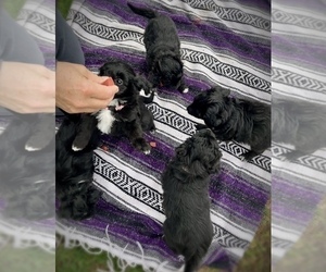 Aussiedoodle Miniature  Litter for sale in NEW CASTLE, IN, USA