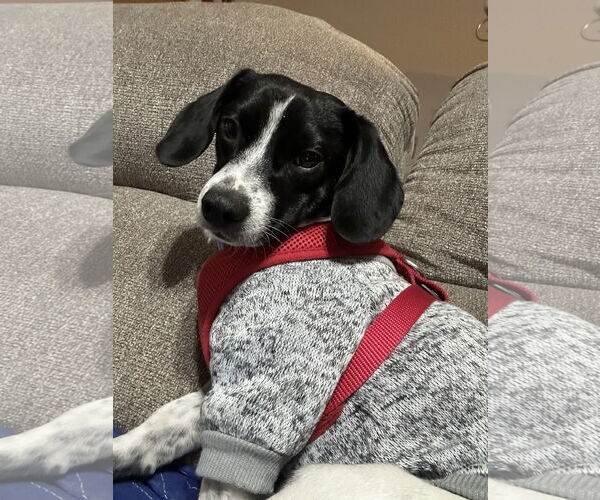 Medium Photo #1 Mutt Puppy For Sale in Macon, MO, USA