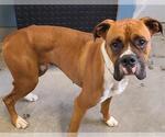 Small Boxer