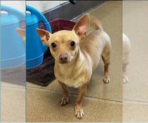 Chihuahua-Unknown Mix Dogs for adoption in La Verne, CA, USA