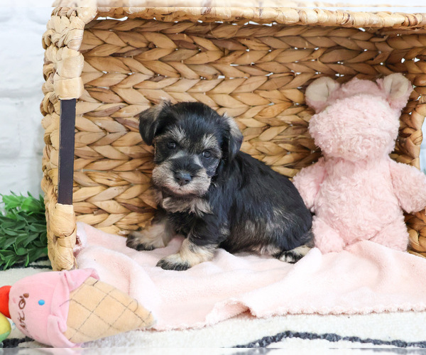 Medium Photo #1 Schnauzer (Miniature) Puppy For Sale in SYRACUSE, IN, USA