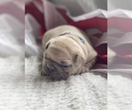 Small Photo #7 French Bulldog Puppy For Sale in RICHLAND, IA, USA