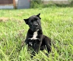 Small #3 Cane Corso