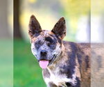 Small #6 Catahoula Leopard Dog Mix