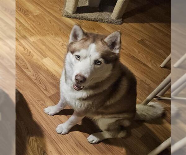 Medium Photo #2 Huskies -Unknown Mix Puppy For Sale in Las Vegas, NV, USA