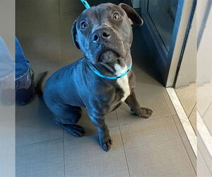 Mutt Dogs for adoption in Rancho Cucamonga, CA, USA