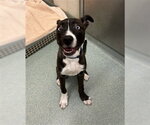 Small Border Collie Mix
