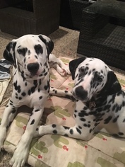 Dalmatian Puppy for sale in SPRING, TX, USA