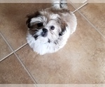 Small Photo #5 Shih Tzu Puppy For Sale in FORT MYERS, FL, USA