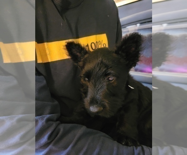 Medium Photo #6 Scottish Terrier Puppy For Sale in NEOSHO, MO, USA