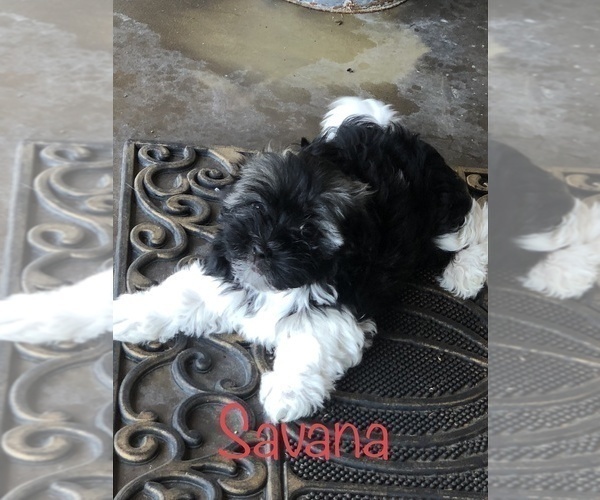 Medium Photo #1 Havanese Puppy For Sale in PITTSBURG, IL, USA