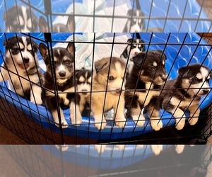 Bernese Mountain Dog-Siberian Husky Mix Litter for sale in SELMA, IN, USA