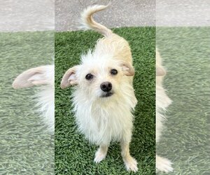 Norwich Terrier-Unknown Mix Dogs for adoption in Mission Viejo, CA, USA