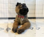 Small #8 German Shepherd Dog