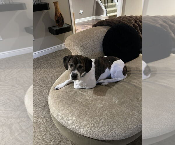 Medium Photo #3 Beagle-Unknown Mix Puppy For Sale in Springdale, PA, USA