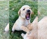 Puppy Clyde Labrador Retriever
