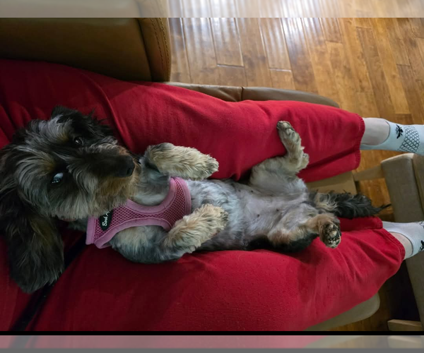 Medium Photo #3 Dachshund Puppy For Sale in Sioux Falls, SD, USA
