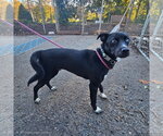 Small Photo #2 Feist Terrier-Siberian Husky Mix Puppy For Sale in Bloomingdale, NJ, USA