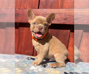 French Bulldog Puppy for sale in SACRAMENTO, CA, USA