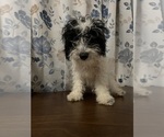Small #33 Cavapoo-Poodle (Miniature) Mix