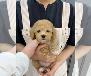 Poodle (Toy) Puppy for sale in REDLANDS, CA, USA