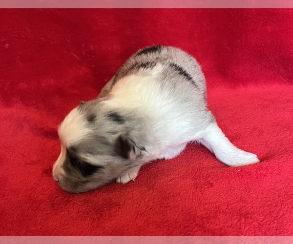 Medium Photo #8 Miniature Australian Shepherd Puppy For Sale in FORT MORGAN, CO, USA