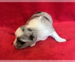Small #7 Miniature Australian Shepherd