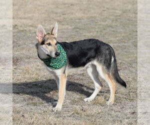 German Shepherd Dog Dogs for adoption in Gretna, NE, USA